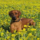 Rhodesian Ridgeback Kennel of Brownridge