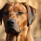 Rhodesian Ridgeback Kopf