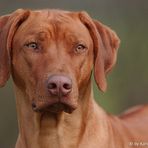 Rhodesian Ridgeback Lola