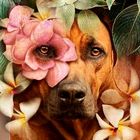 Rhodesian Ridgeback Lust auf Sommer