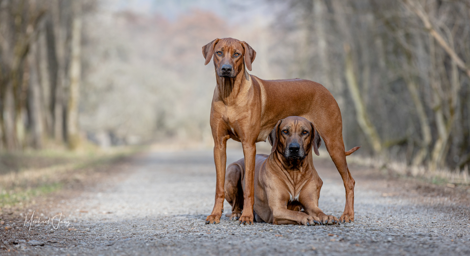 Rhodesian Ridgeback MaTilda and her Dad Bowie