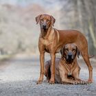 Rhodesian Ridgeback MaTilda and her Dad Bowie