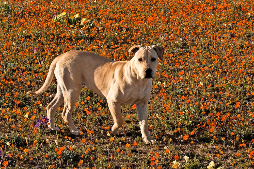 Rhodesian Ridgeback - mein Begleiter im Namaqualand