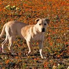 Rhodesian Ridgeback - mein Begleiter im Namaqualand