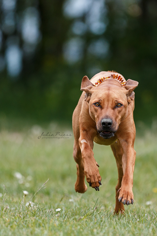 Rhodesian RIdgeback "Mira"