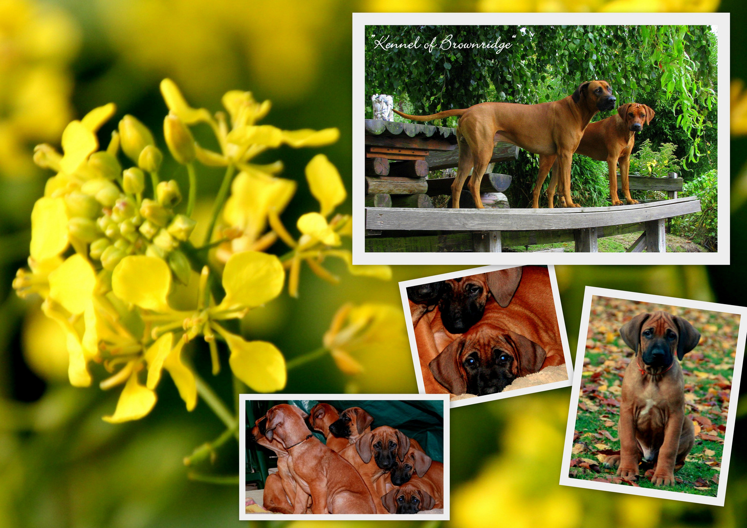 Rhodesian Ridgeback Multi.-Ch. Abuya of Kwando und Welpen