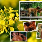 Rhodesian Ridgeback Multi.-Ch. Abuya of Kwando und Welpen