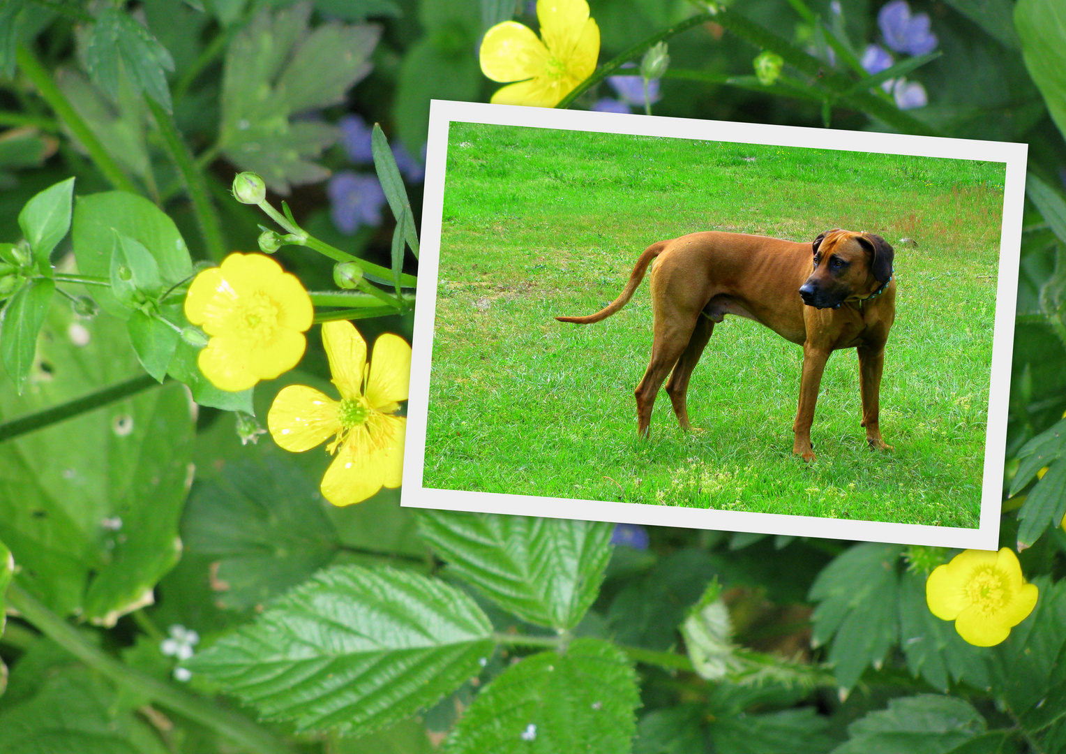 Rhodesian Ridgeback Multi-Champion Deckrüde Abuya of Kwando