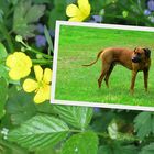 Rhodesian Ridgeback Multi-Champion Deckrüde Abuya of Kwando