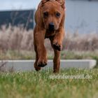 Rhodesian Ridgeback namens Ahani