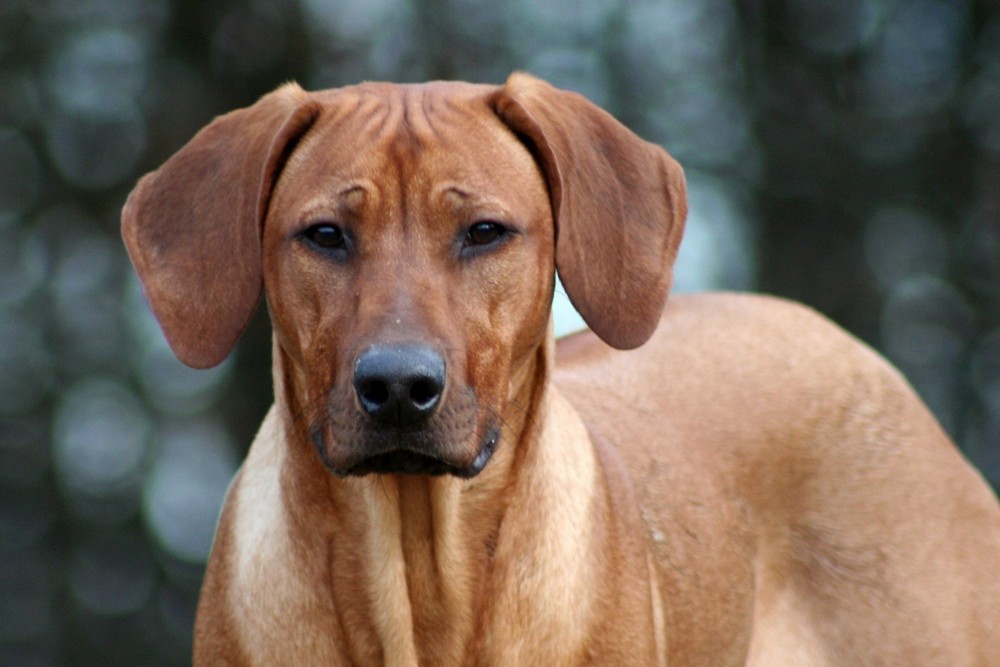 Rhodesian ridgeback " Ntombi "