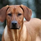 Rhodesian ridgeback " Ntombi "