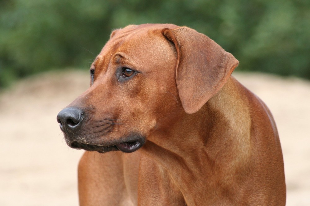 Rhodesian ridgeback Ntombi