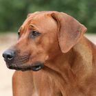 Rhodesian ridgeback Ntombi