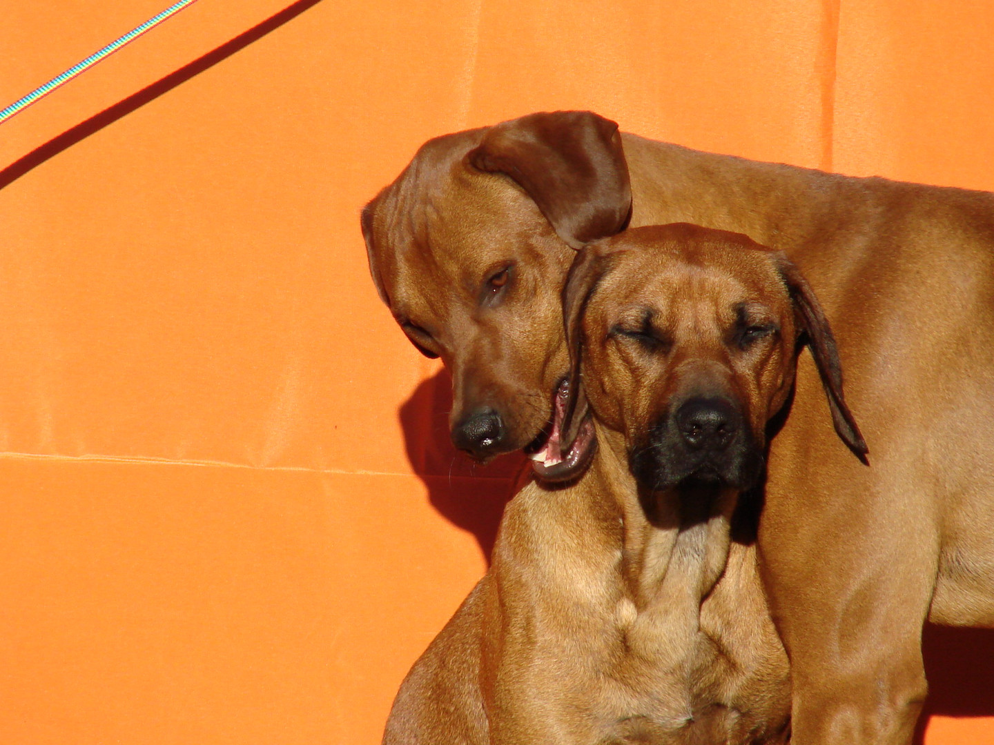 Rhodesian Ridgeback Paar