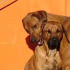 Rhodesian Ridgeback Paar