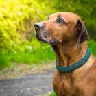 Rhodesian Ridgeback Portrait 