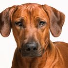 Rhodesian Ridgeback Portrait