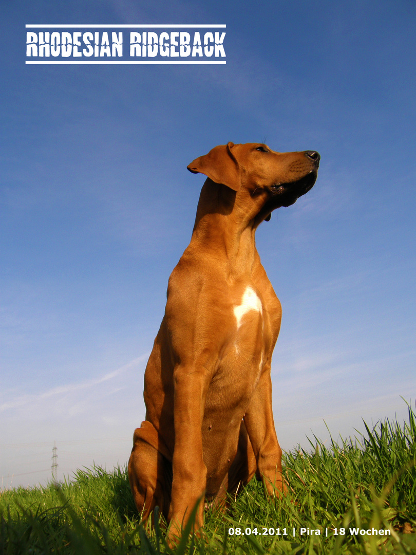 Rhodesian Ridgeback Poster