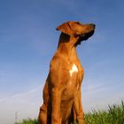 Rhodesian Ridgeback Poster