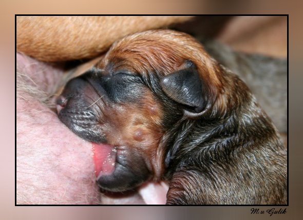 Rhodesian ridgeback puppie