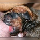 Rhodesian ridgeback puppie