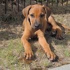 Rhodesian Ridgeback (Ridgeless)