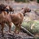 Rhodesian Ridgeback - Rudel