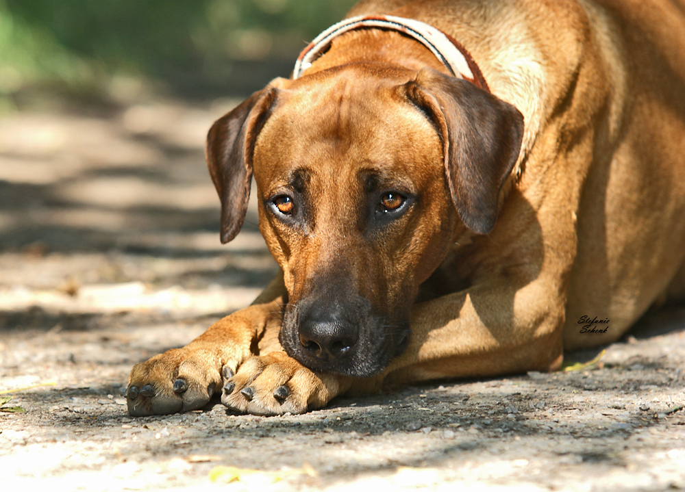 Rhodesian Ridgeback Rüde