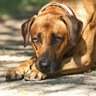 Rhodesian Ridgeback Rüde