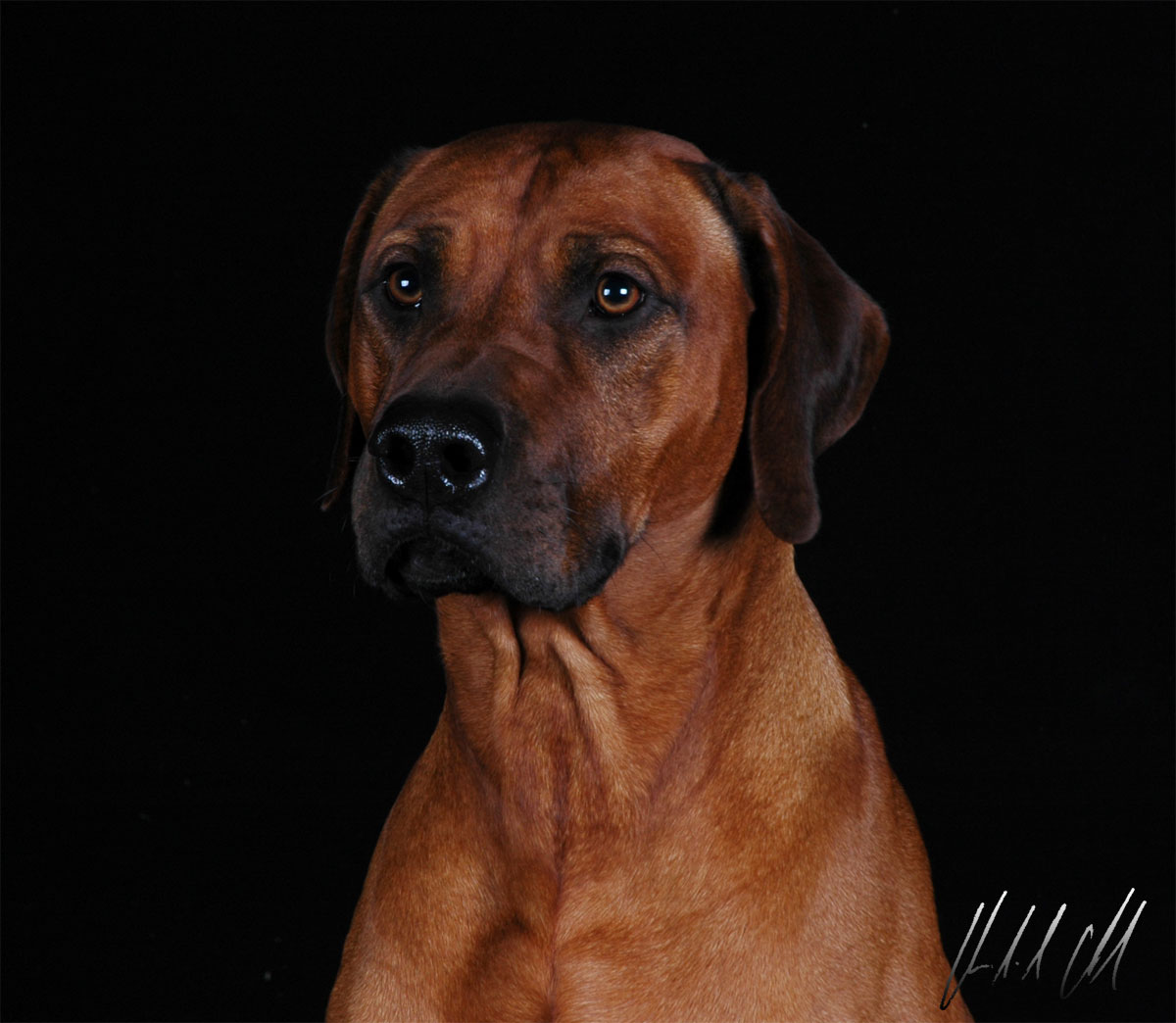 Rhodesian Ridgeback SAN Studio