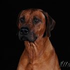 Rhodesian Ridgeback SAN Studio