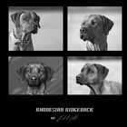 Rhodesian Ridgeback SAN und Ashima