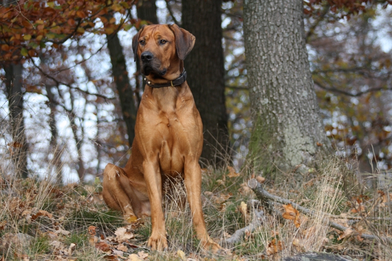 Rhodesian Ridgeback Stud Dog