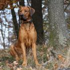 Rhodesian Ridgeback Stud Dog