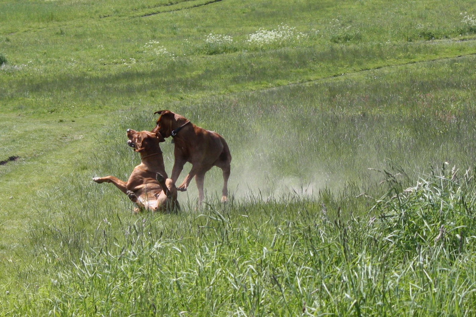 Rhodesian Ridgeback Stunteinlage,Fallen will gelernt sein