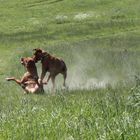 Rhodesian Ridgeback Stunteinlage,Fallen will gelernt sein