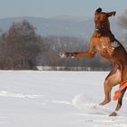 Rhodesian Ridgeback - Tanz im Schnee