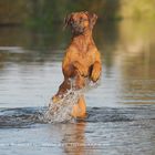 Rhodesian Ridgeback - Thabo