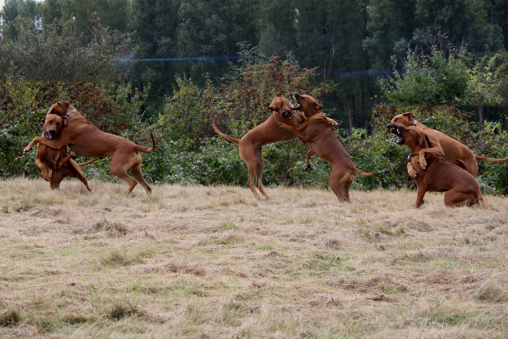 Rhodesian Ridgeback Treffen