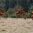 Rhodesian Ridgeback Treffen