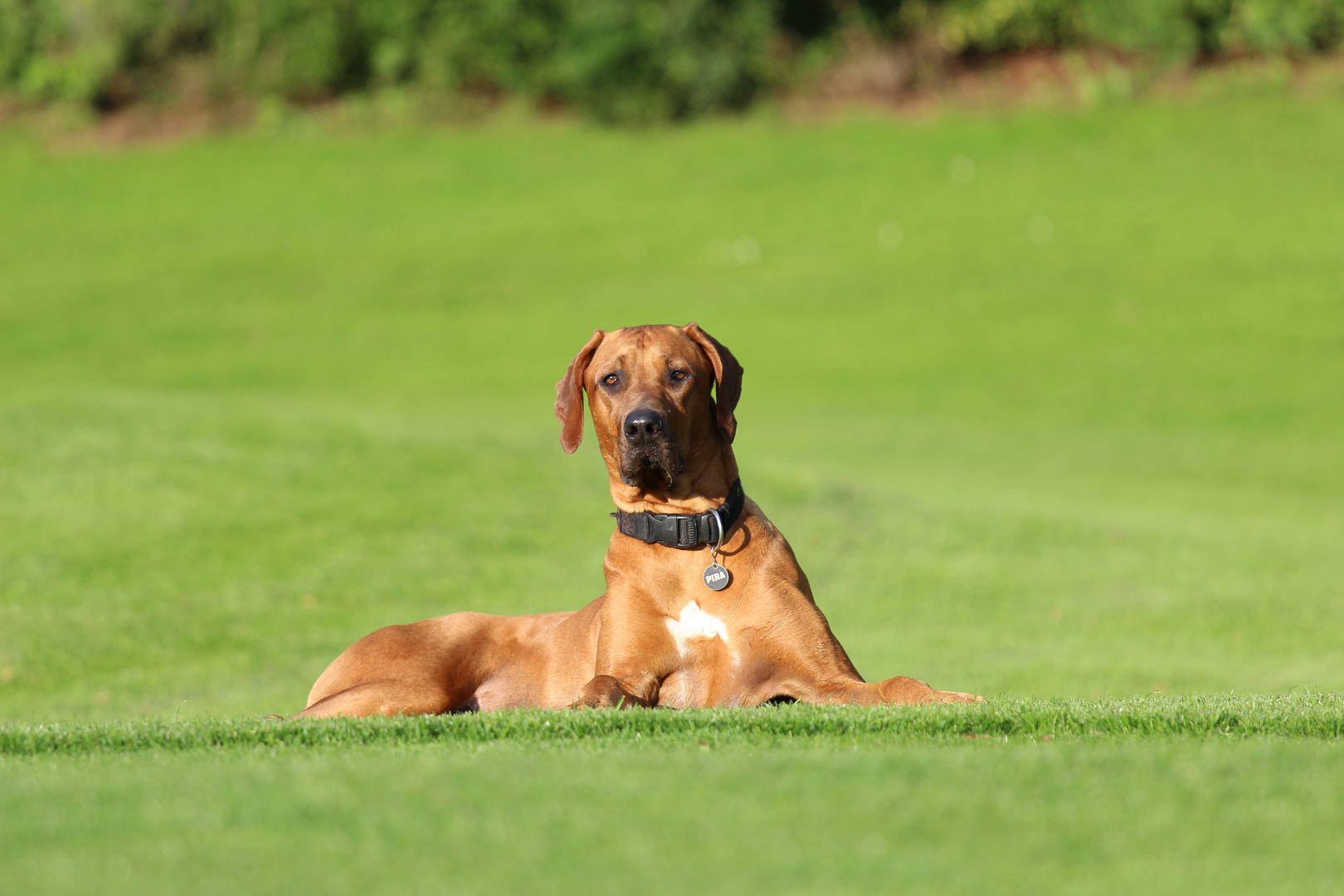 Rhodesian Ridgeback Wallpaper