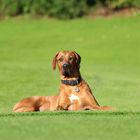 Rhodesian Ridgeback Wallpaper