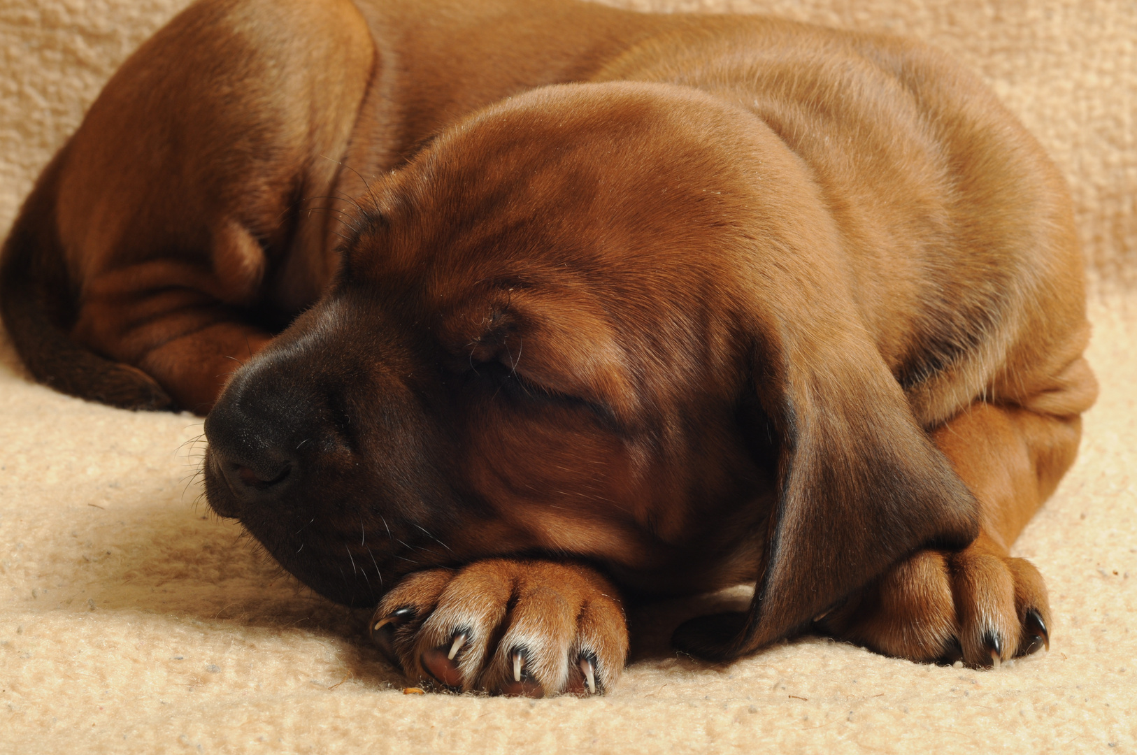 Rhodesian Ridgeback Welpe 10.7.2012