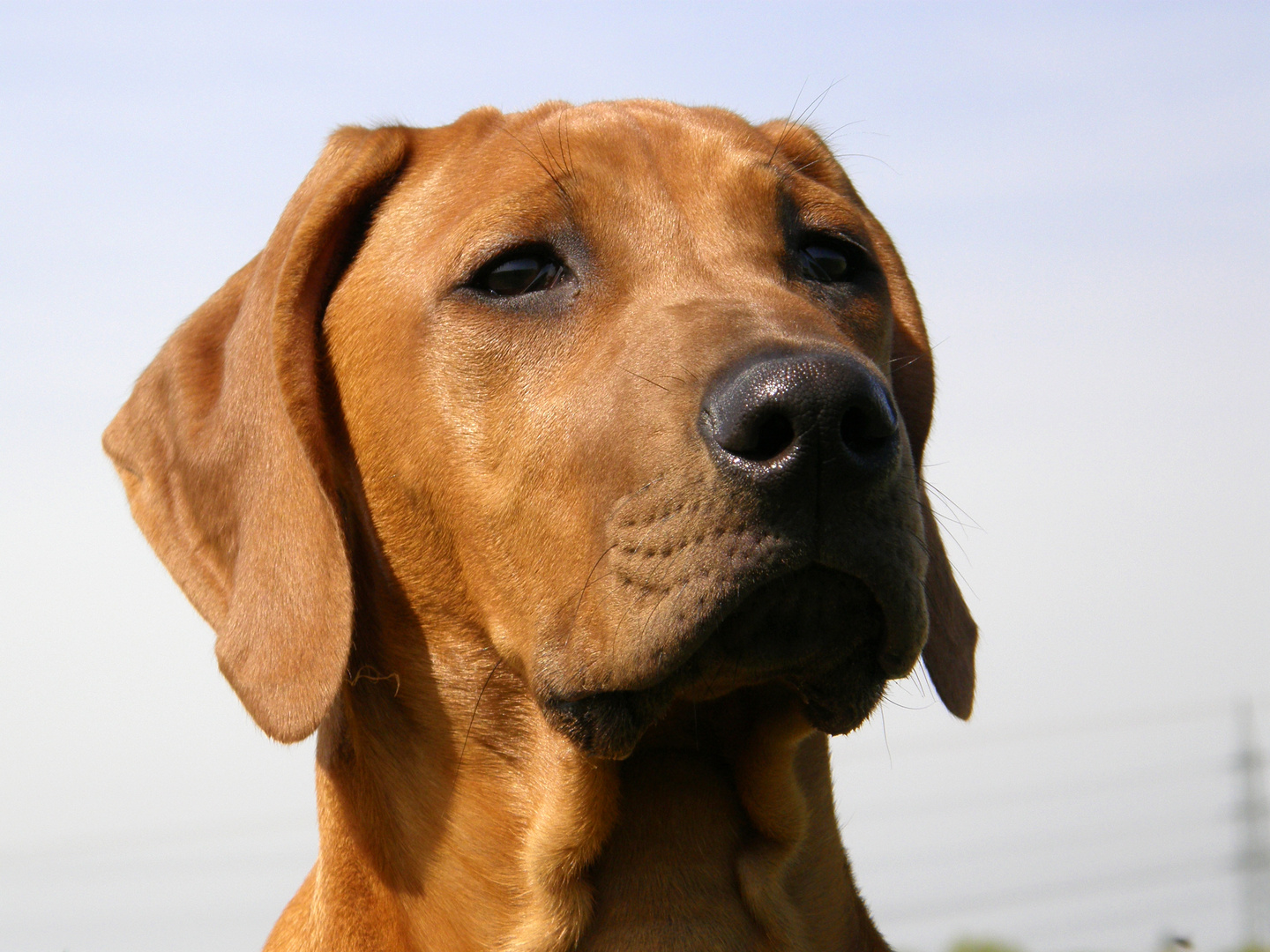 Rhodesian Ridgeback Welpe 14 Wochen