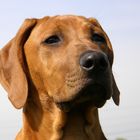 Rhodesian Ridgeback Welpe 14 Wochen