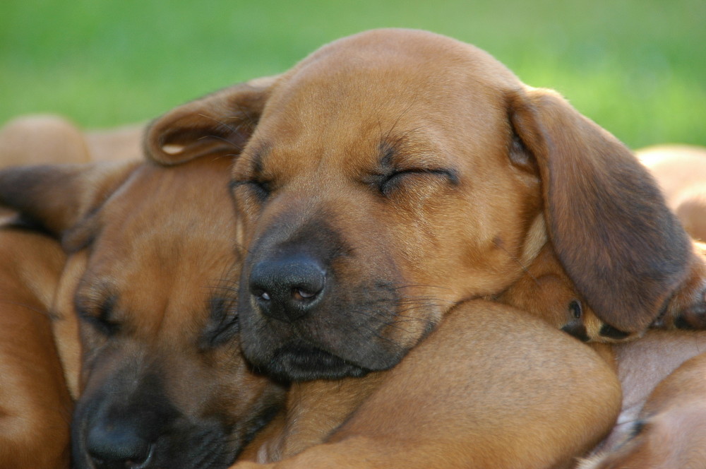 Rhodesian Ridgeback Welpe