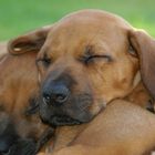 Rhodesian Ridgeback Welpe