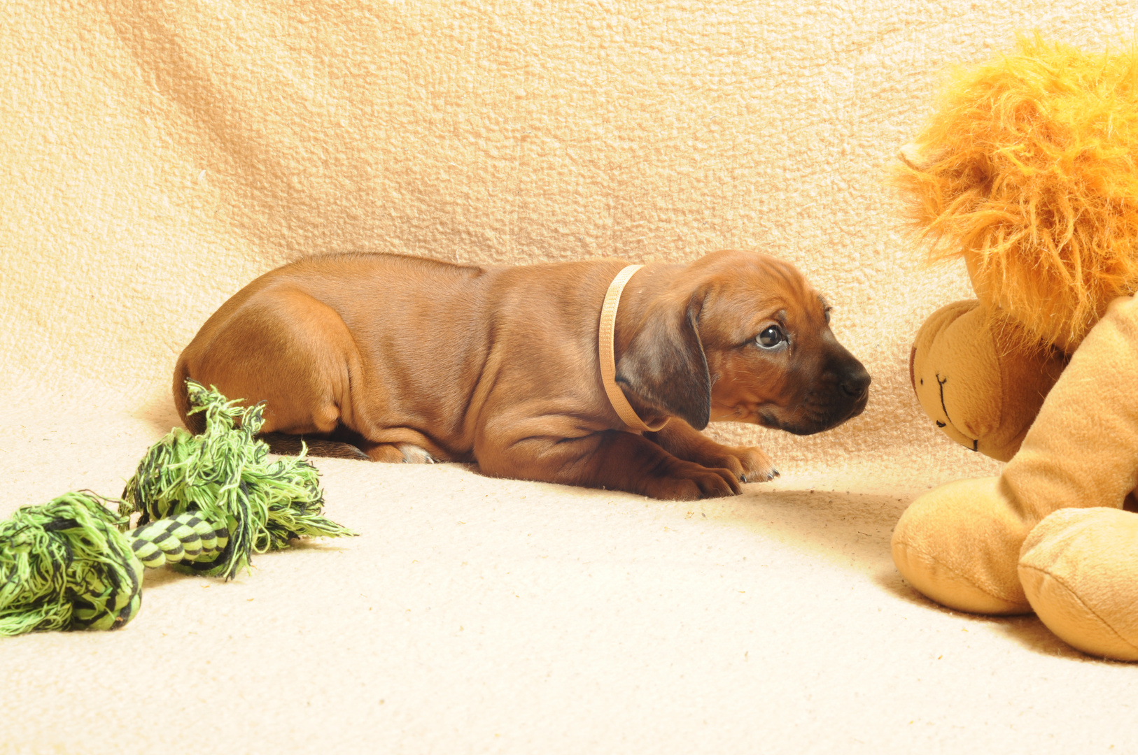 Rhodesian Ridgeback Welpe