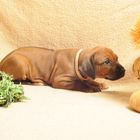 Rhodesian Ridgeback Welpe